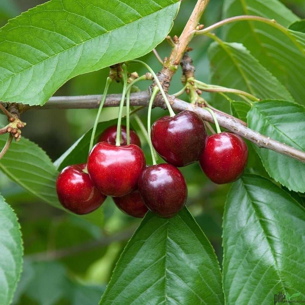 Süßkirsche Schneiders Späte Knorpelkirsche | Kirschbaum Größe wählbar