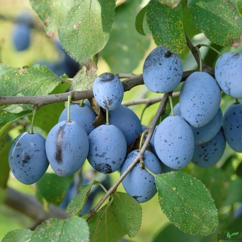 Hauszwetschge – Terrassenobst oder Buschform (robust & ertragreich) Pille Gartenwelt