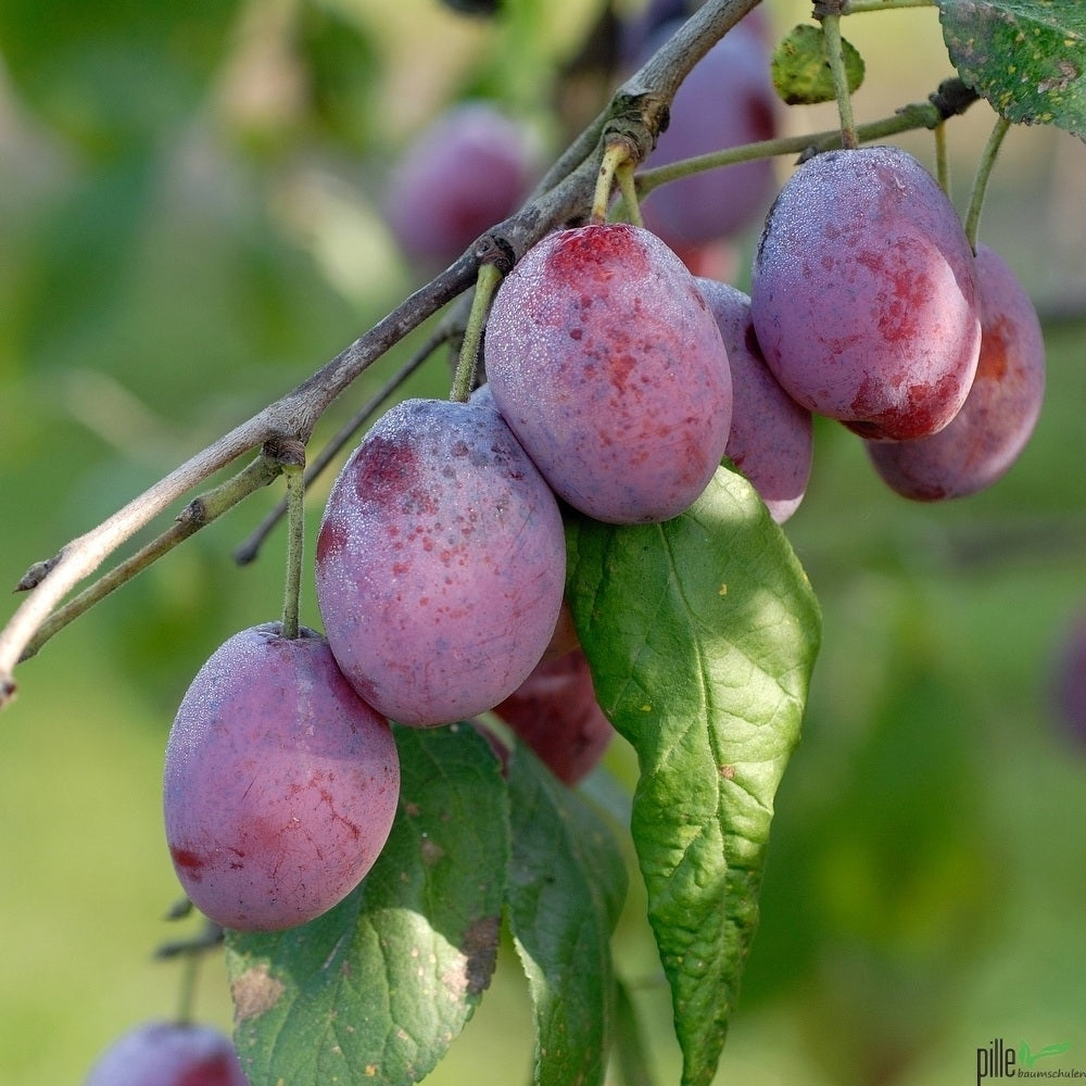 Pflaume Königin Victoria – Terrassenobst oder Busch (sehr süß)