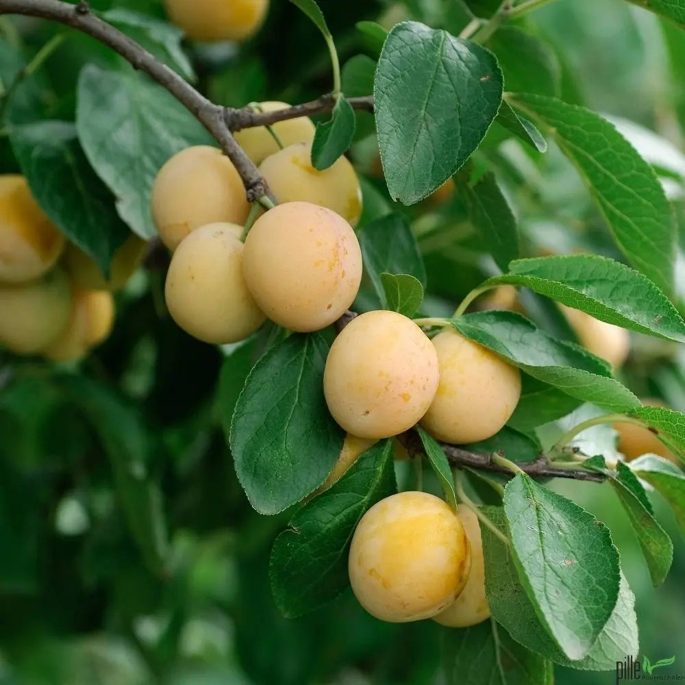 Mirabelle von Nancy – Terrassenobst oder Buschform (sehr süß) Pille Gartenwelt