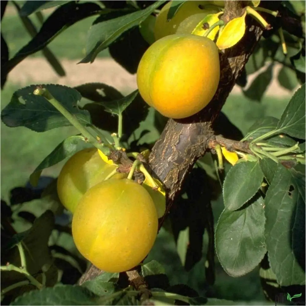 Pflaume Ontario – Terrassenobst oder Buschform (sehr saftig) Pille Gartenwelt