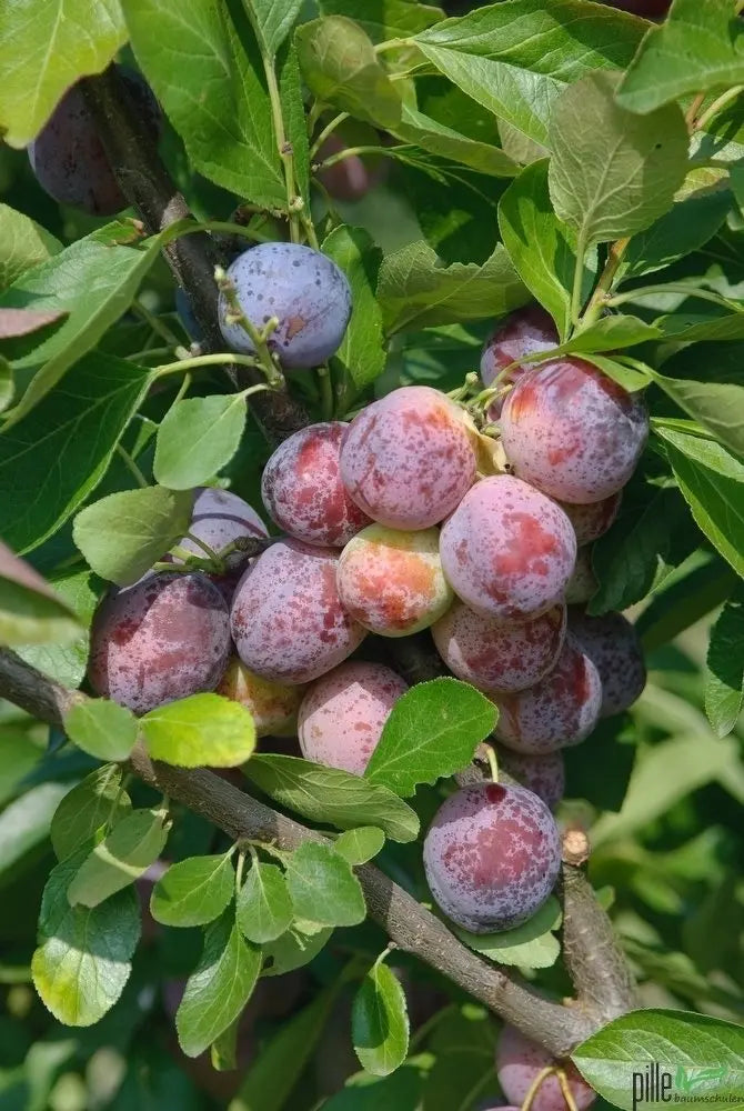 Pflaume Opal – Terrassenobst oder Buschform (früh & sehr süß) Pille Gartenwelt