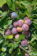 Pflaume Opal – Terrassenobst oder Buschform (früh & sehr süß) Pille Gartenwelt