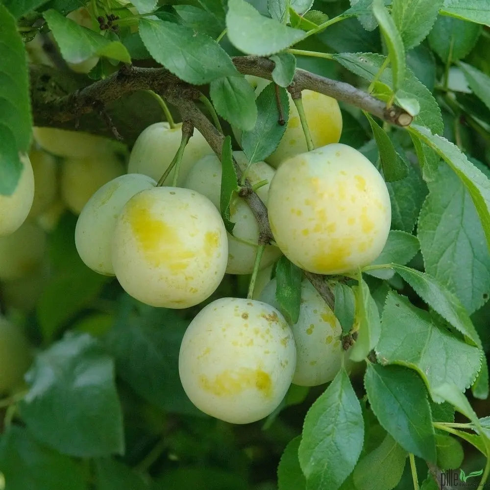 Reneklode Oullins – Terrassenobst oder Buschform (goldgelb & süß) Pille Gartenwelt