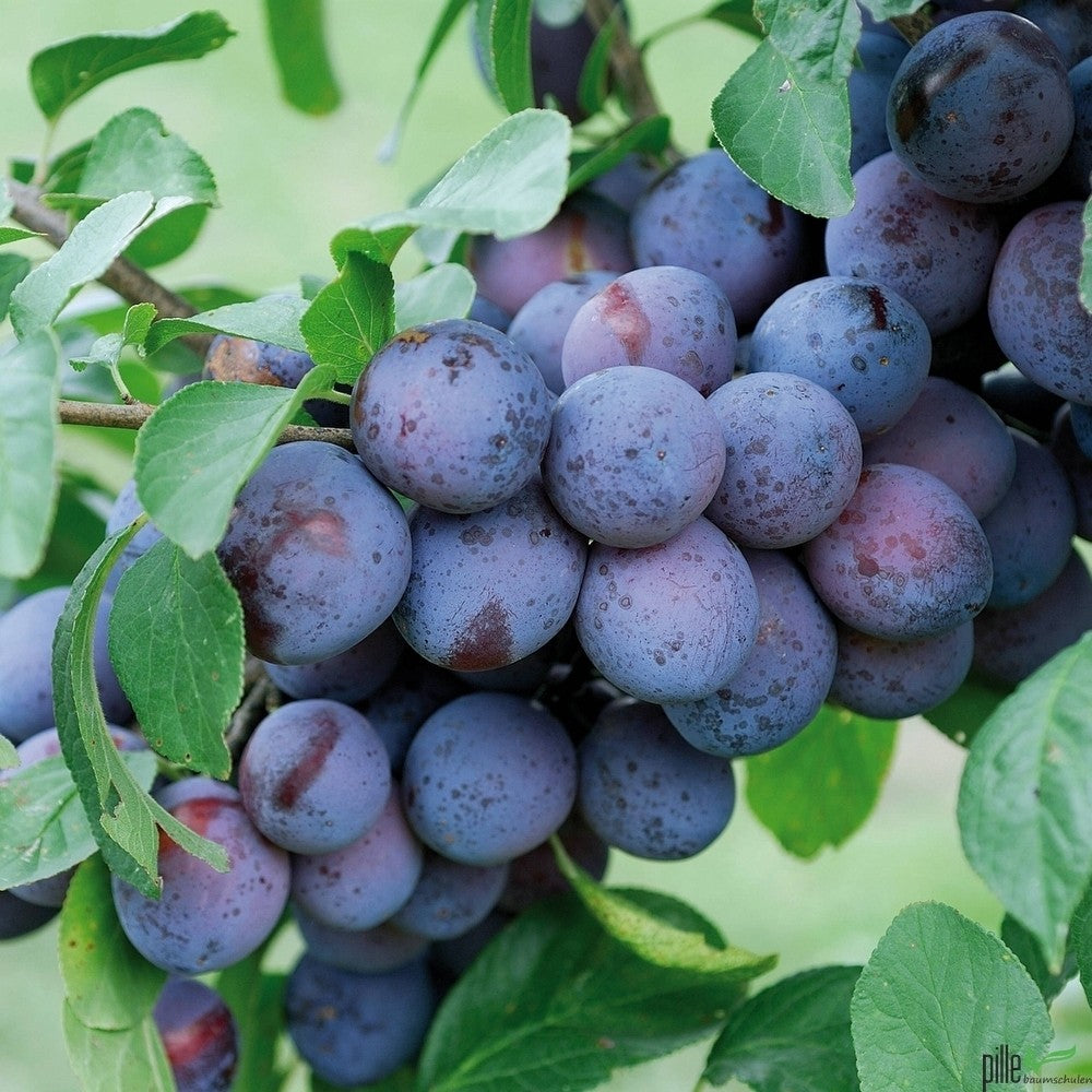 Pflaume The Czar – Terrassenobst oder Buschform (früh & robust)