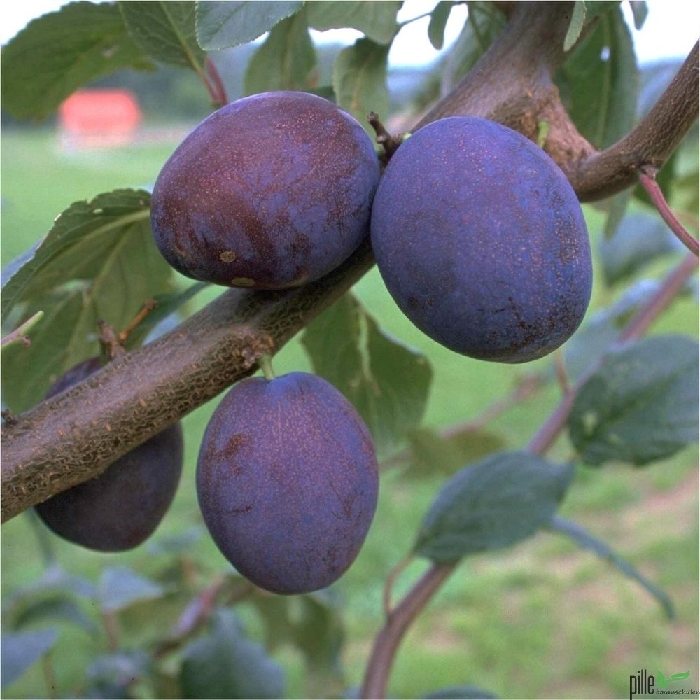 Wangenheims Frühzwetsche – Terrassenobst oder Busch (sehr früh)