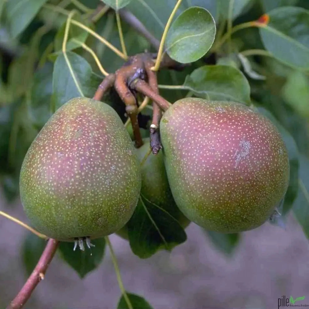 Birnenbaum Varianten Terrassenobst Buschform Halbstamm Nashi Pille Gartenwelt