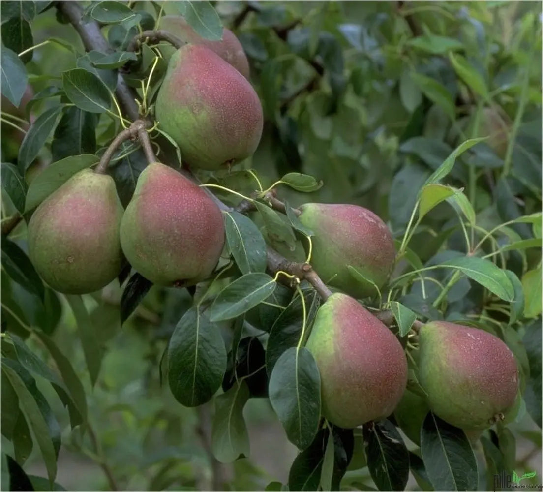 Birnenbaum Varianten Terrassenobst Buschform Halbstamm Nashi Pille Gartenwelt
