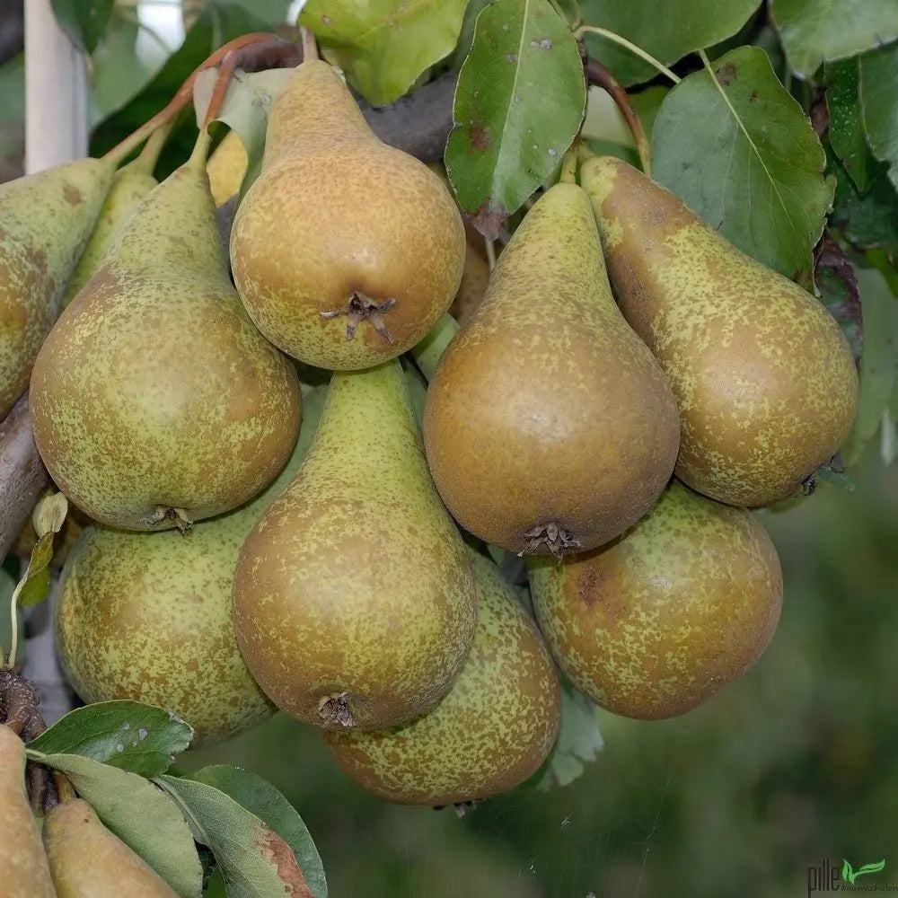 Birnenbaum Varianten Terrassenobst Buschform Halbstamm Nashi Pille Gartenwelt