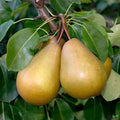 Terrassenobst Gellerts Butterbirne 80–120 cm – saftiger Birnbaum, Busch kleinbleibend - Pille Gartenwelt
