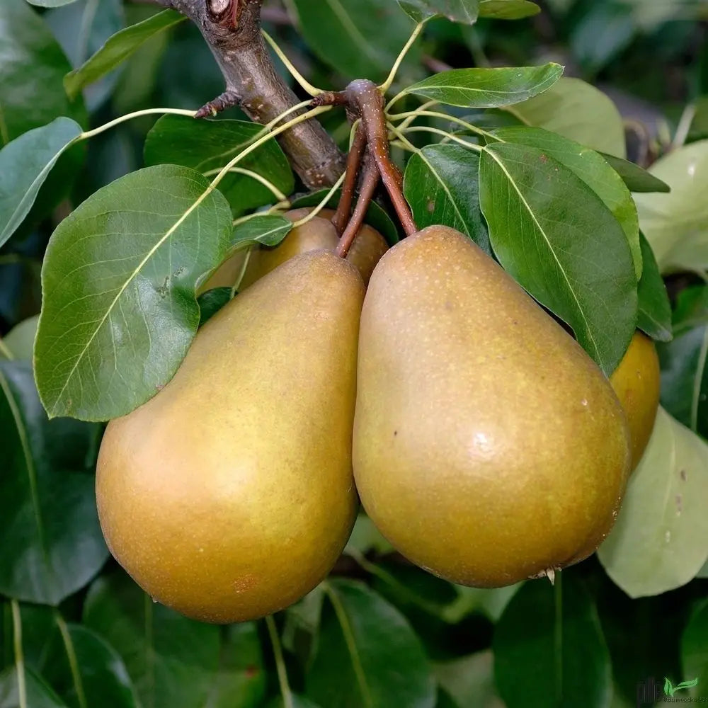Birnenbaum Varianten Terrassenobst Buschform Halbstamm Nashi Pille Gartenwelt