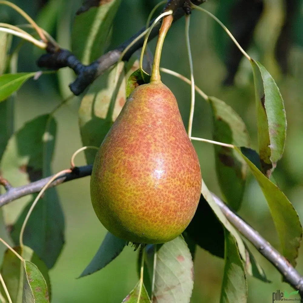 Birnenbaum Varianten Terrassenobst Buschform Halbstamm Nashi Pille Gartenwelt