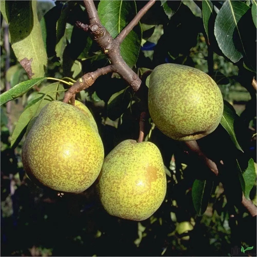 Birnenbaum Varianten Terrassenobst Buschform Halbstamm Nashi Pille Gartenwelt