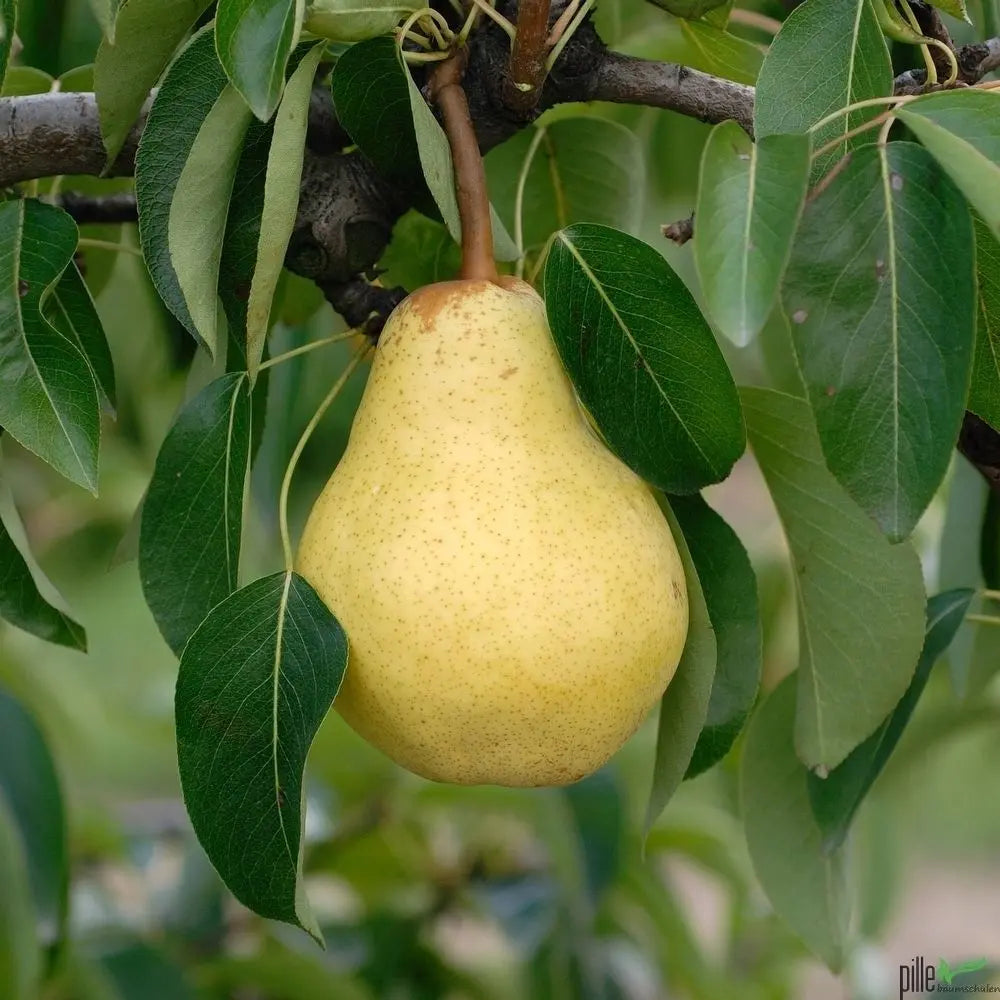 Birnenbaum Varianten Terrassenobst Buschform Halbstamm Nashi Pille Gartenwelt