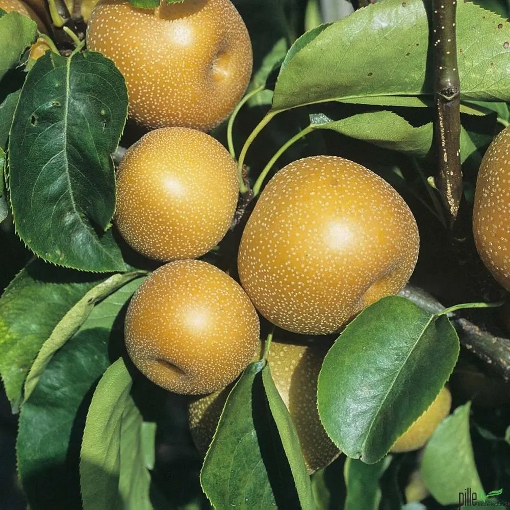 Birnenbaum Varianten Terrassenobst Buschform Halbstamm Nashi Pille Gartenwelt