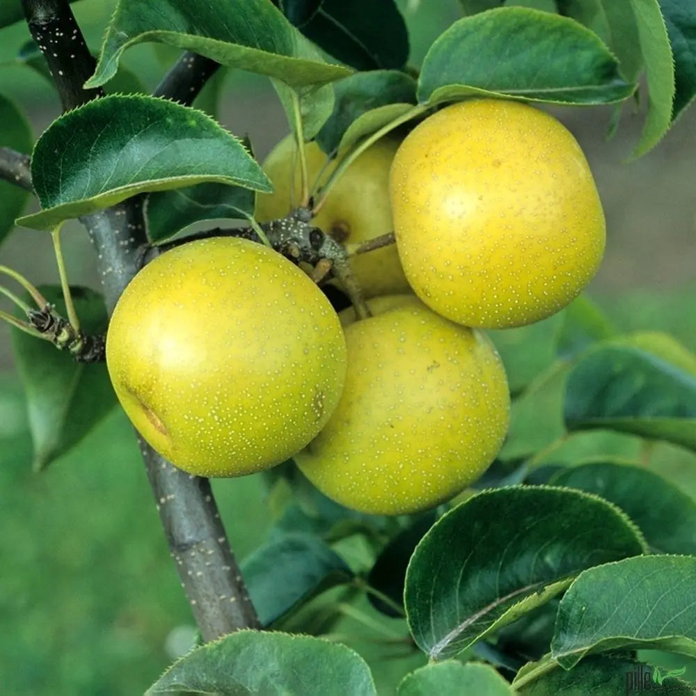 Birnenbaum Varianten Terrassenobst Buschform Halbstamm Nashi Pille Gartenwelt