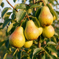 Köstliche von Charneux Birne Birnenbaum kleinbleibend 2-jährig Busch sehr saftig