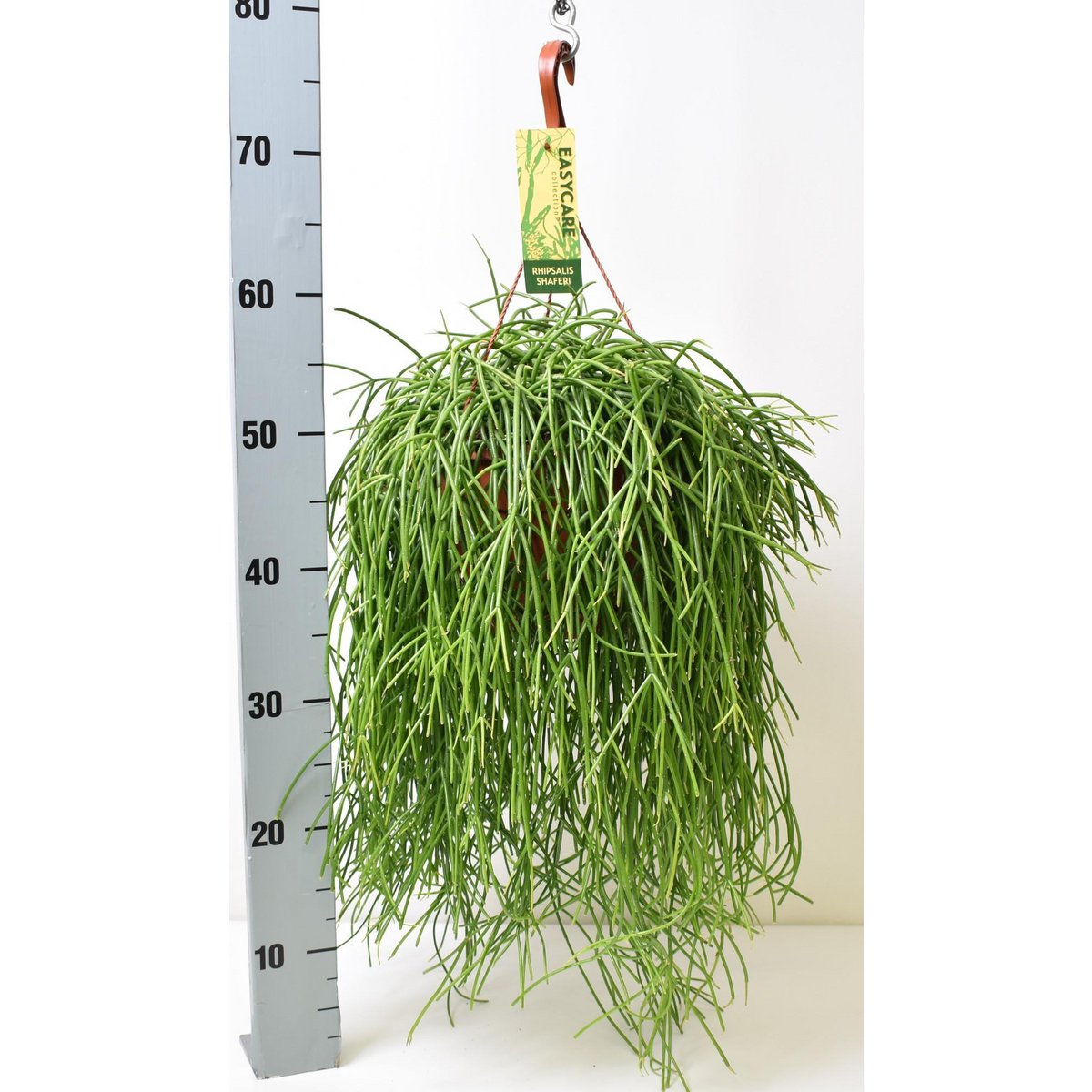 Rhipsalis baccifera shaferi P21 H60 Haengekaktus