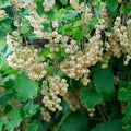 Weiße Johannisbeeren Weiße Versailler Ribes rubrum