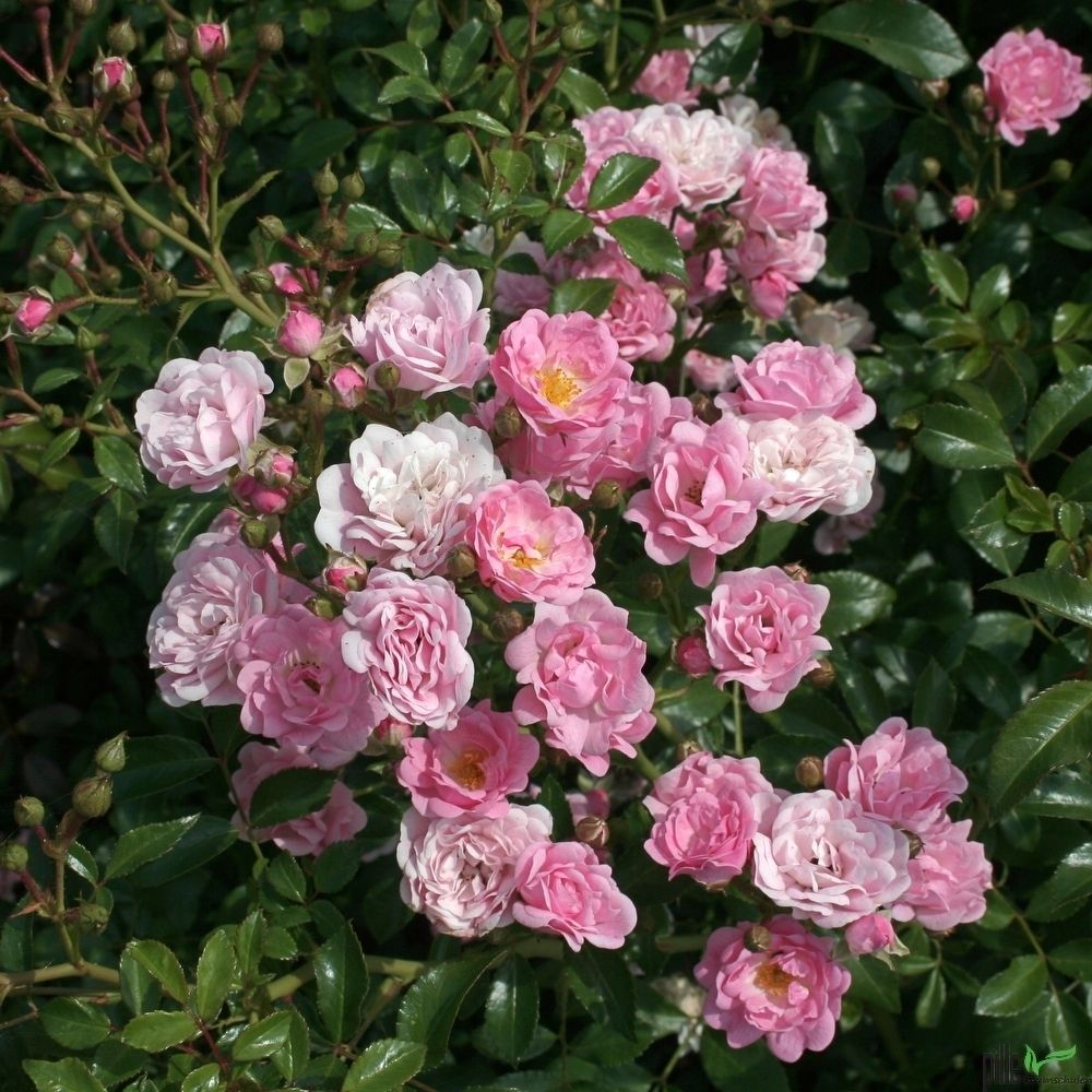 10x The Fairy wunderschön robust reich rosa blühend Bodendecker Rose 20-30 cm