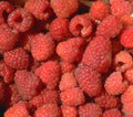 Himbeeren rubus idaeus 6 versch. Sorten 30-50 cm Lieferhöhe - Pille Gartenwelt