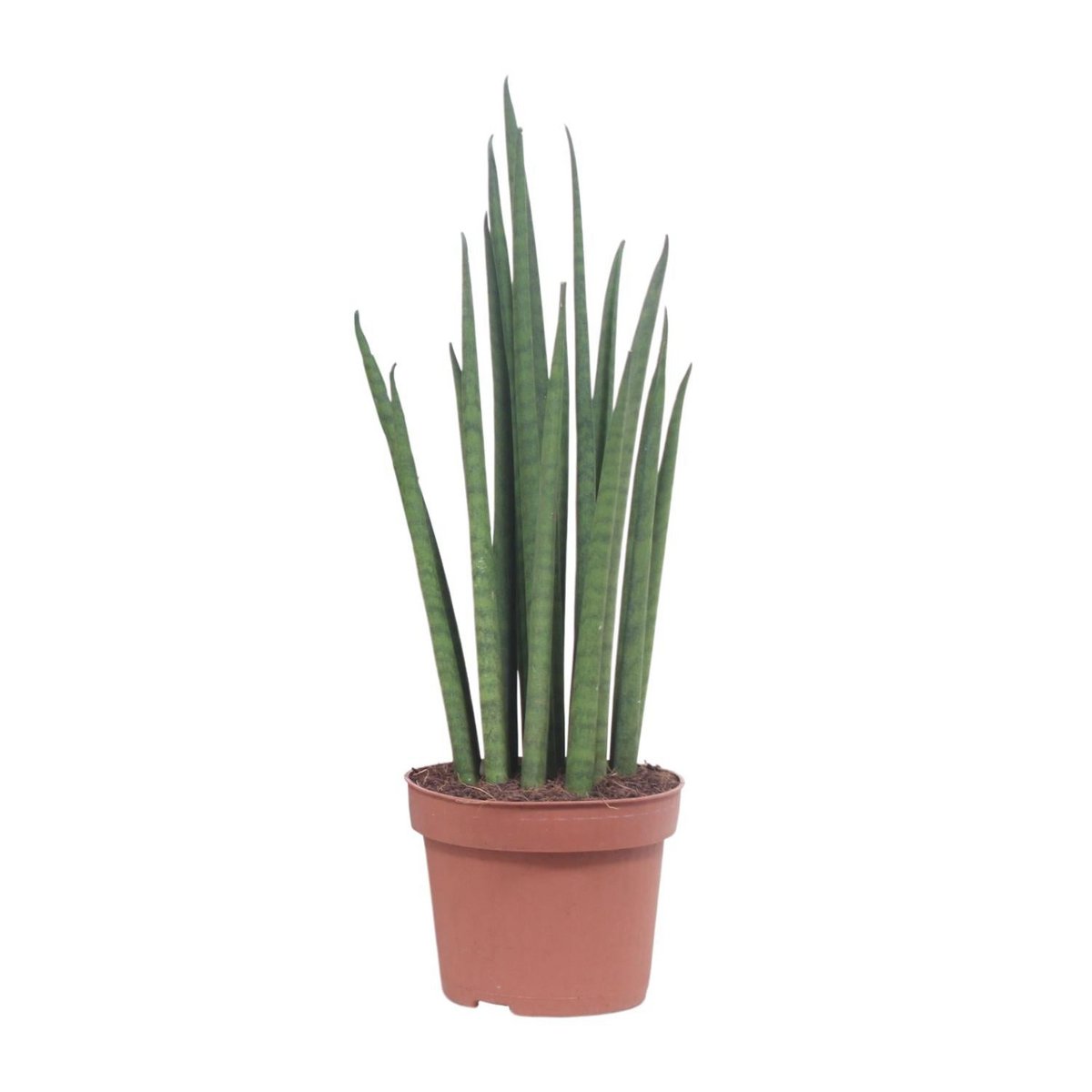 „Sansevieria Mickal ca. 40 cm im Kulturtopf Ø12 – Pille Gartenwelt“