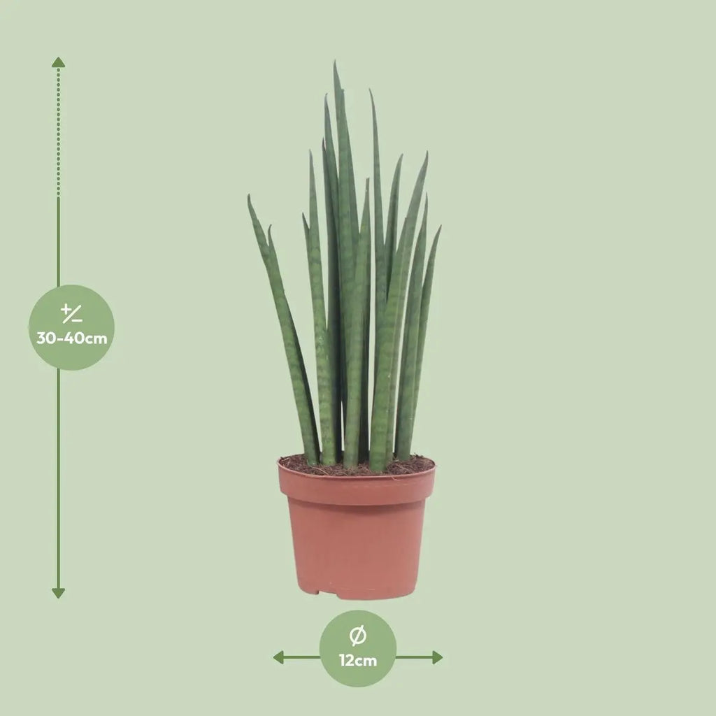 „Sansevieria Mickal mit grün-silbriger Blattzeichnung – pflegeleichte Zimmerpflanze