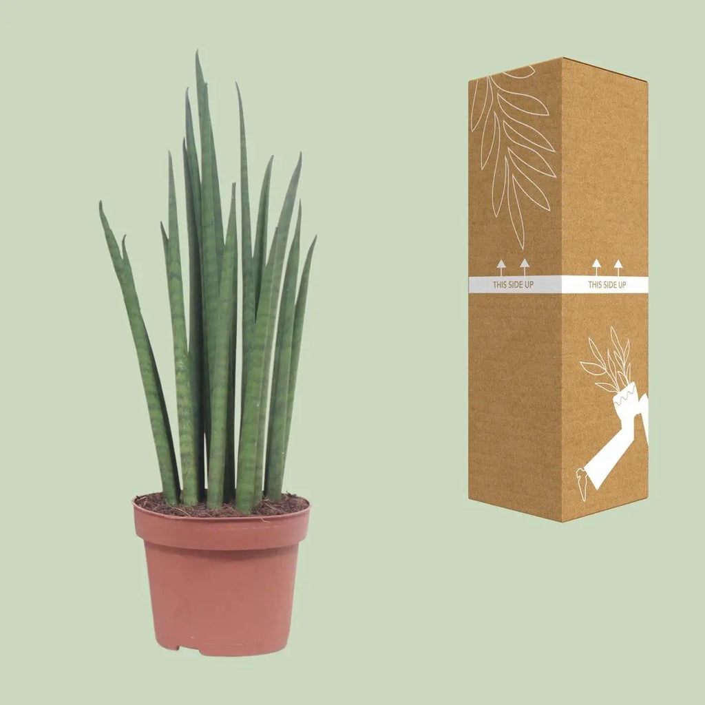 Sansevieria Mickal mit neben transport- und bruchsicherer Versandverpackung