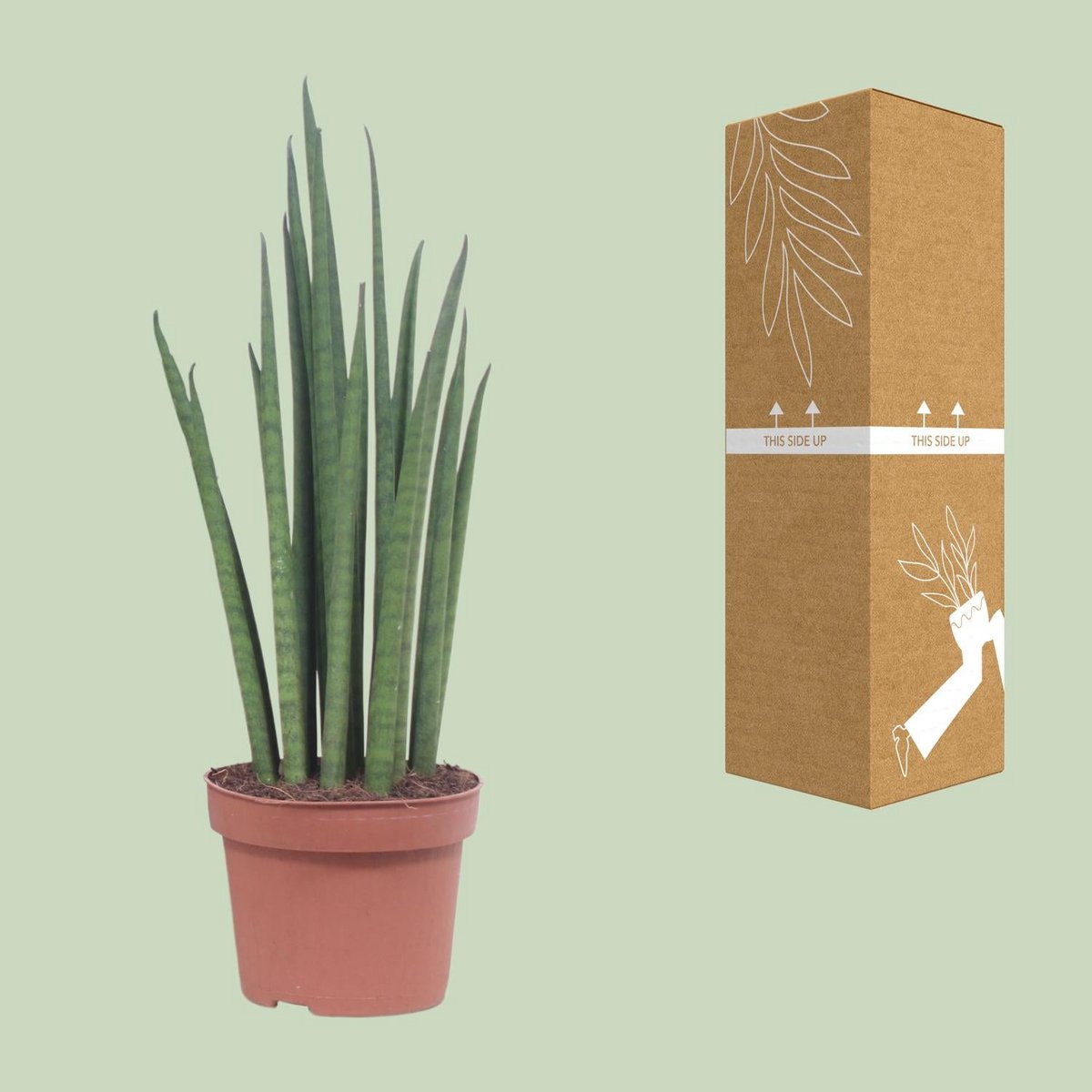Sansevieria Mickal mit neben transport- und bruchsicherer Versandverpackung
