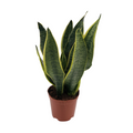 Sansevieria Detailaufnahme Blattstruktur – robuste Grünpflanze für Halbschatten