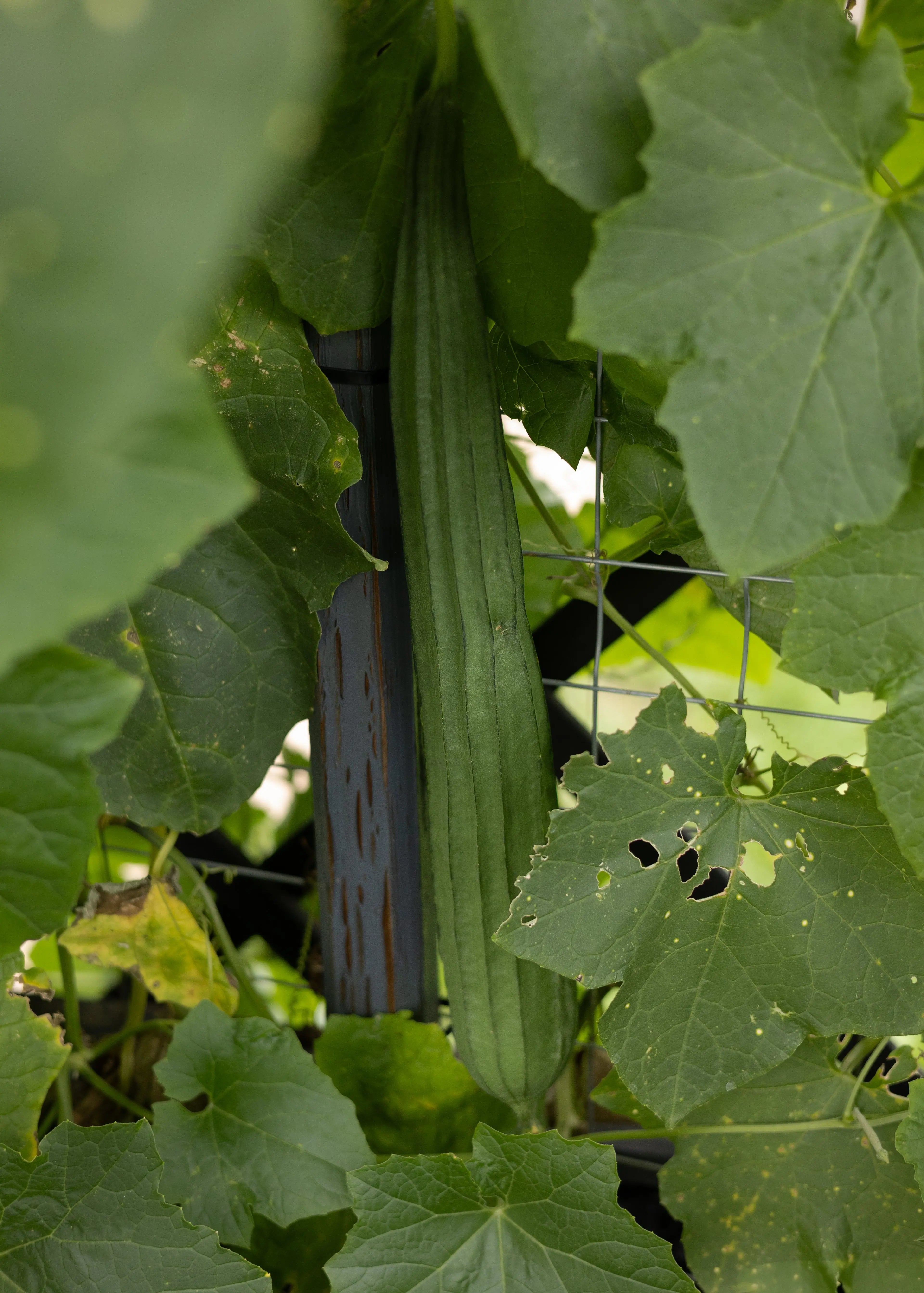 Schwammgurke Luffa Samen