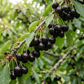 Kirschbaum Schwarze Knorpelkirsche | dicke leckere süße Kirschen | kleinbleibend - Pille Gartenwelt