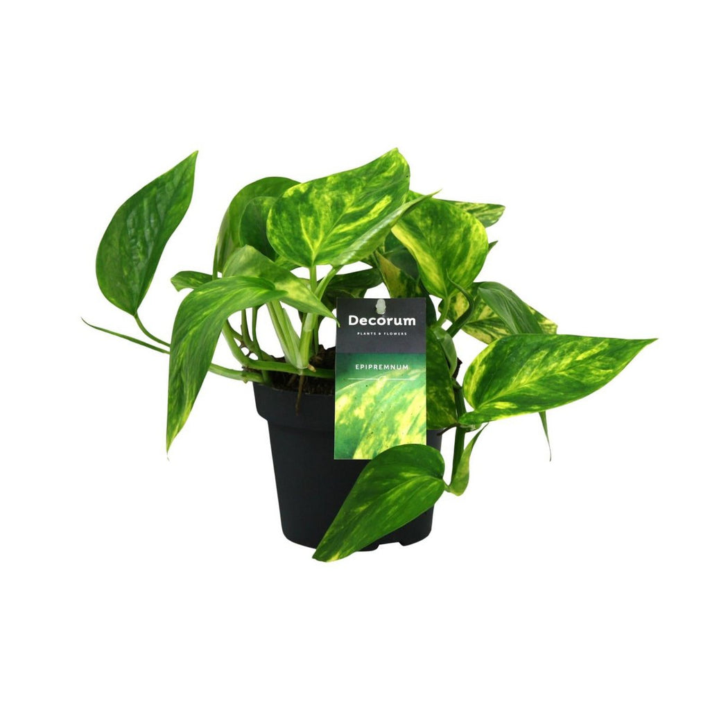 Scindapsus pinnatum im Ø12 cm Kulturtopf, ca. 20 cm hoch