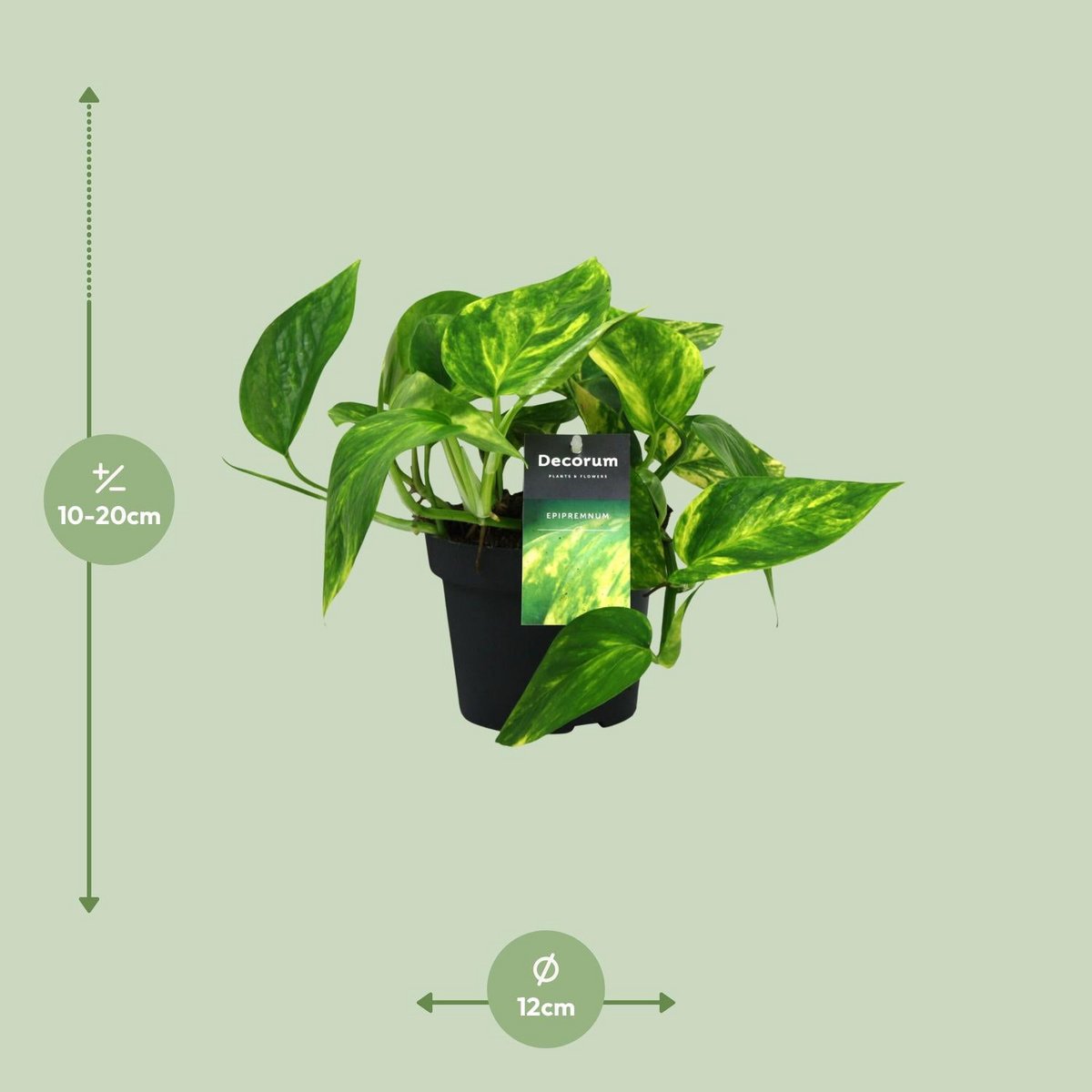 Scindapsus pinnatum – Visualisierung Lieferhöhe ca. 20 cm und Topfgröße Ø12 cm