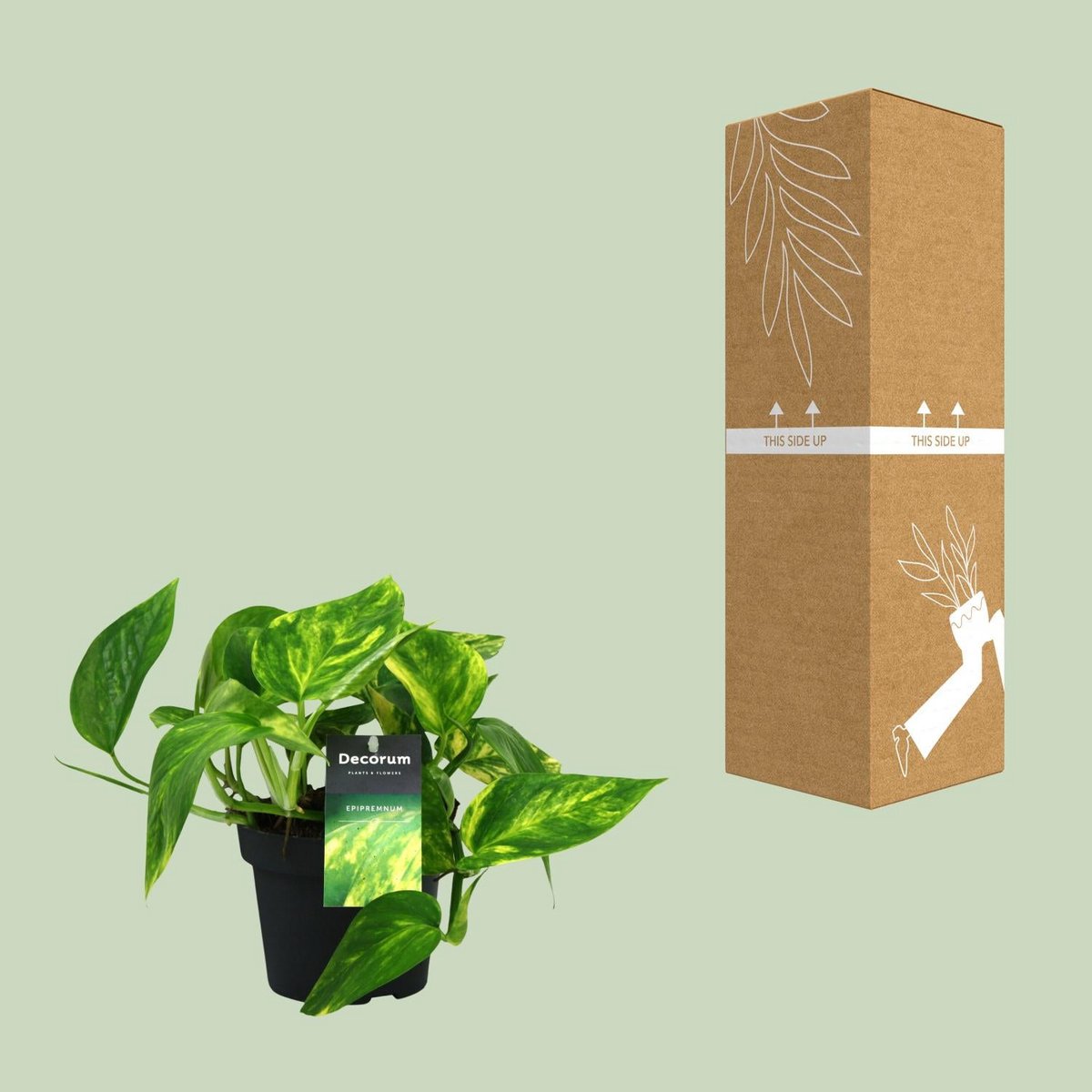 Scindapsus pinnatum neben bruch- und transportsicherer Versandverpackung