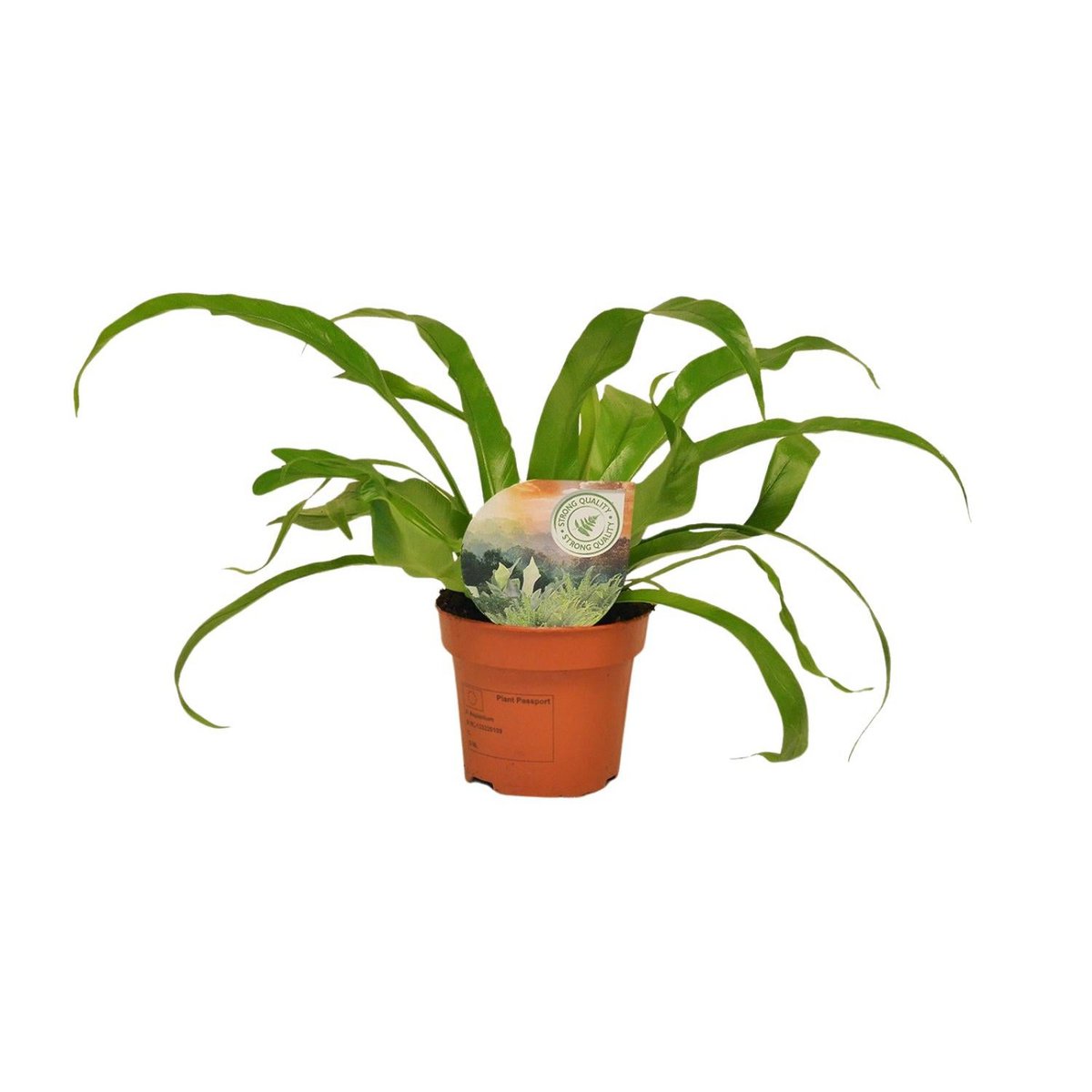  Streifenfarn Asplenium alternifolium