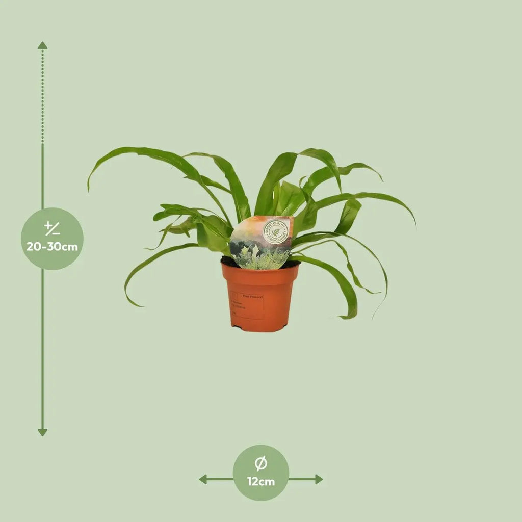  Streifenfarn Asplenium alternifolium Visualisierung der Größe