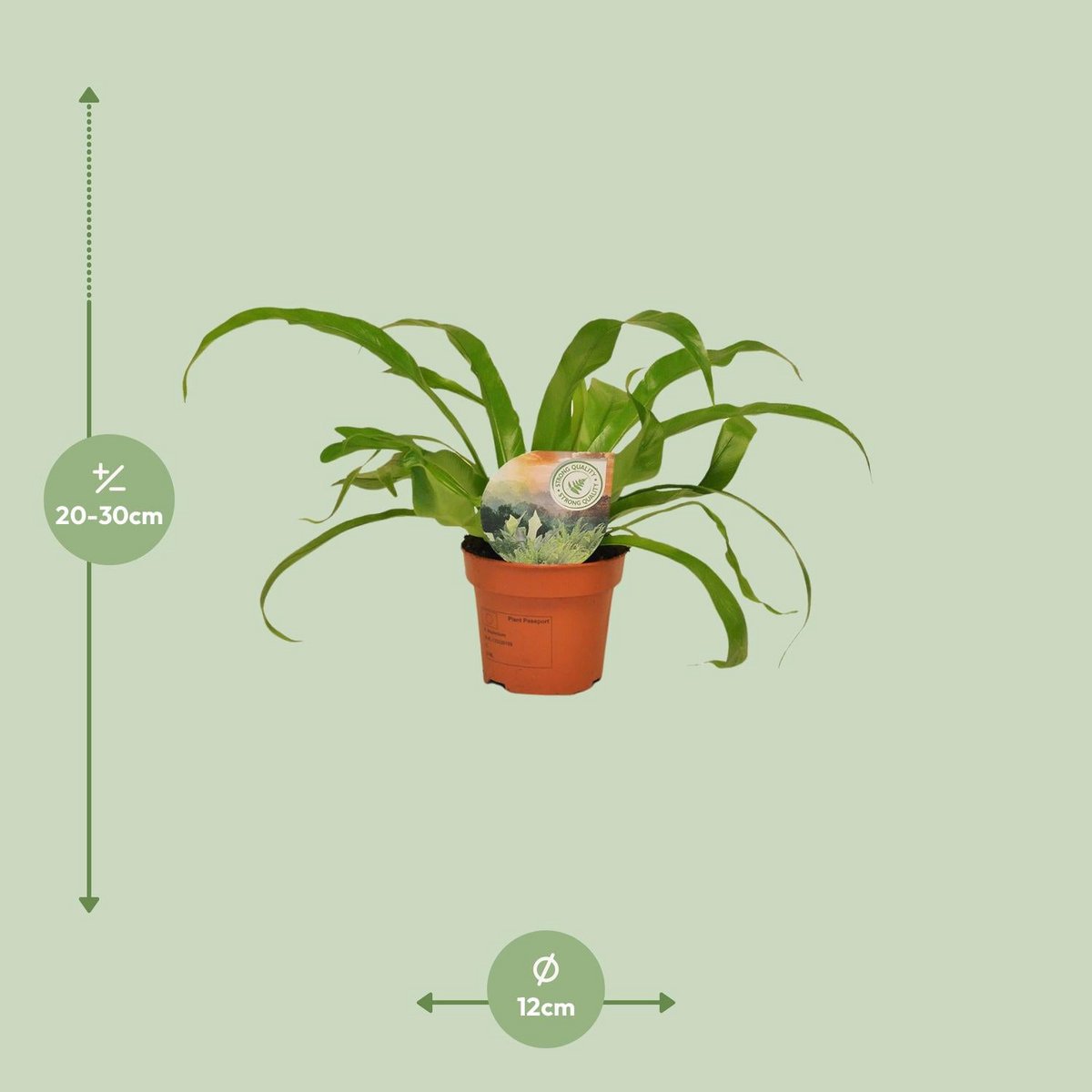  Streifenfarn Asplenium alternifolium Visualisierung der Größe