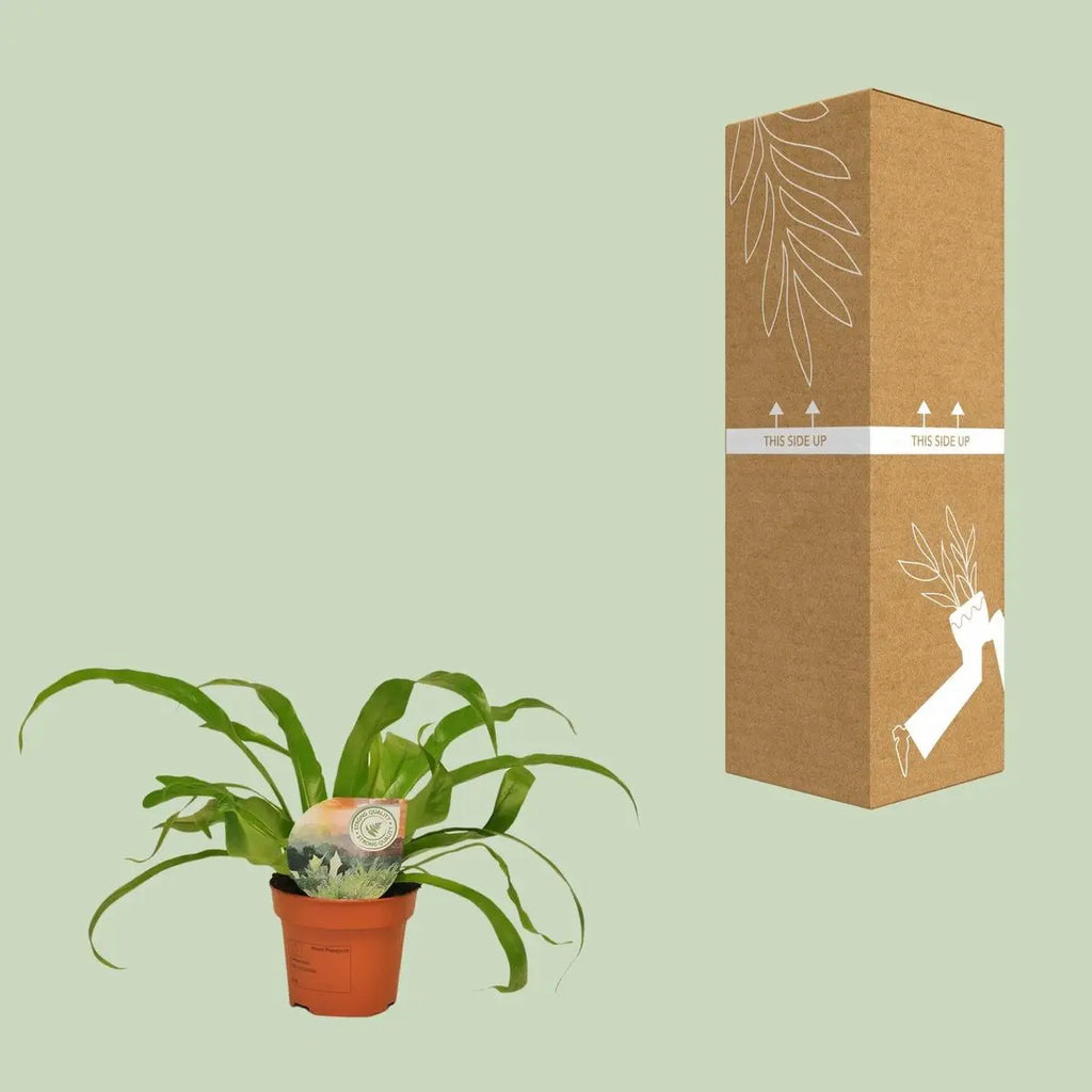  Streifenfarn Asplenium alternifolium neben transportsicherer Versand-Verpackung