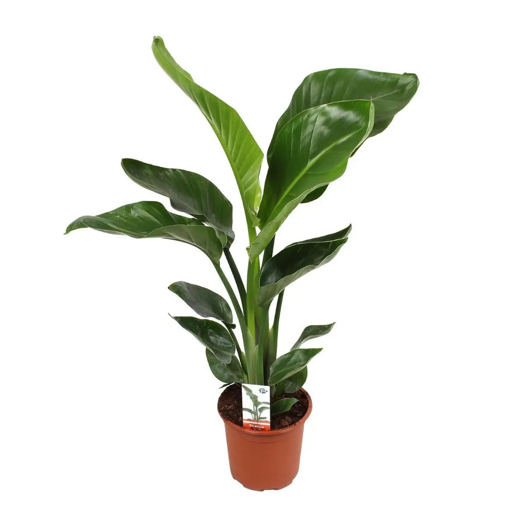 Strelitzia Nicolai Zimmerpflanze im Topf Ø17 cm, Höhe ca. 70 cm