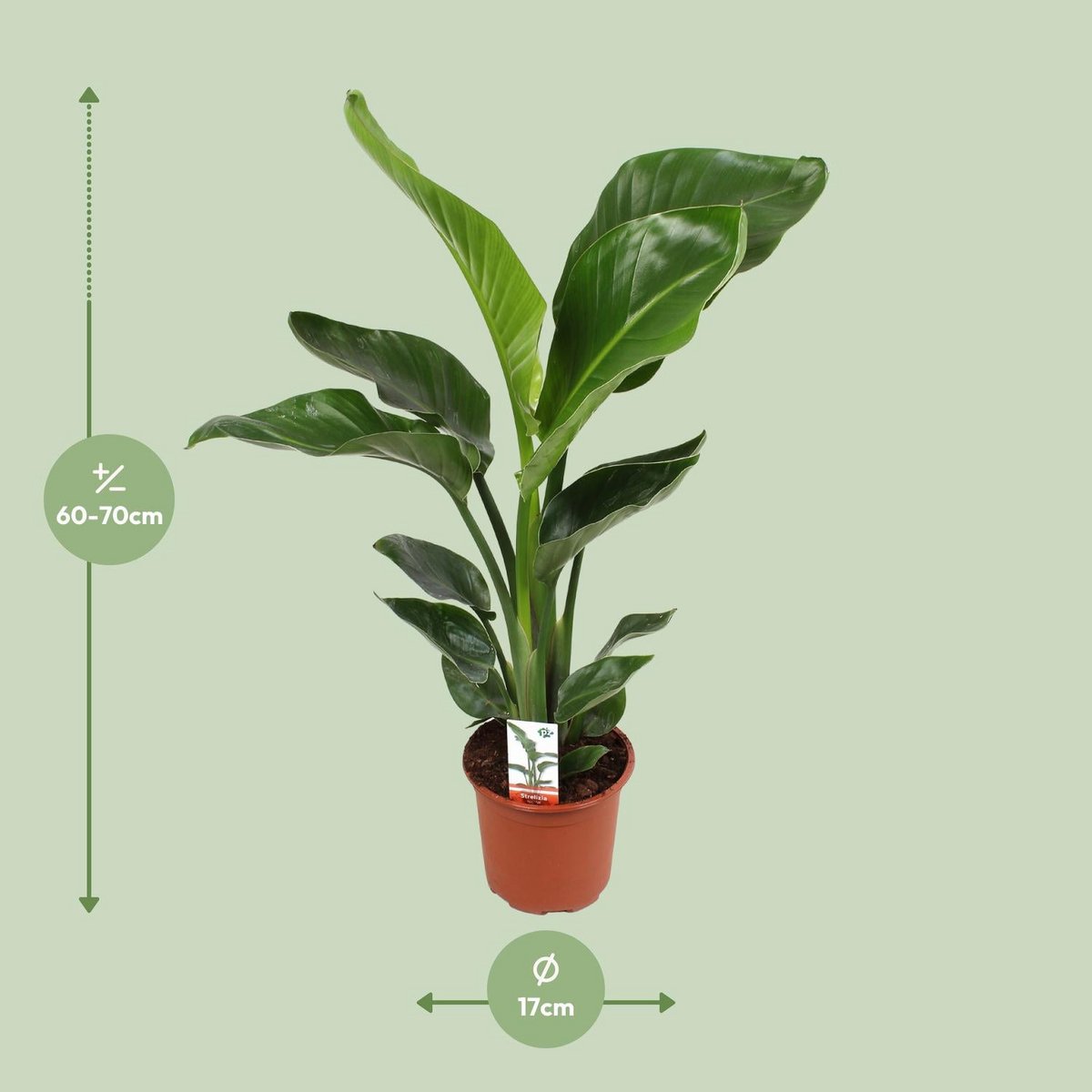 Strelitzia Nicolai in Kunststofftopf frisch geliefert und sicher verpackt