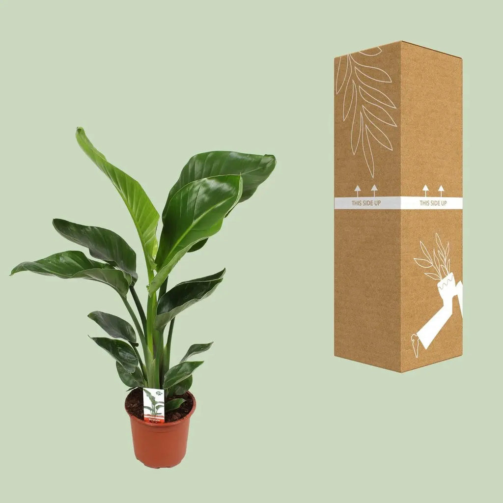 Versandverpackung der Strelitzia Nicolai