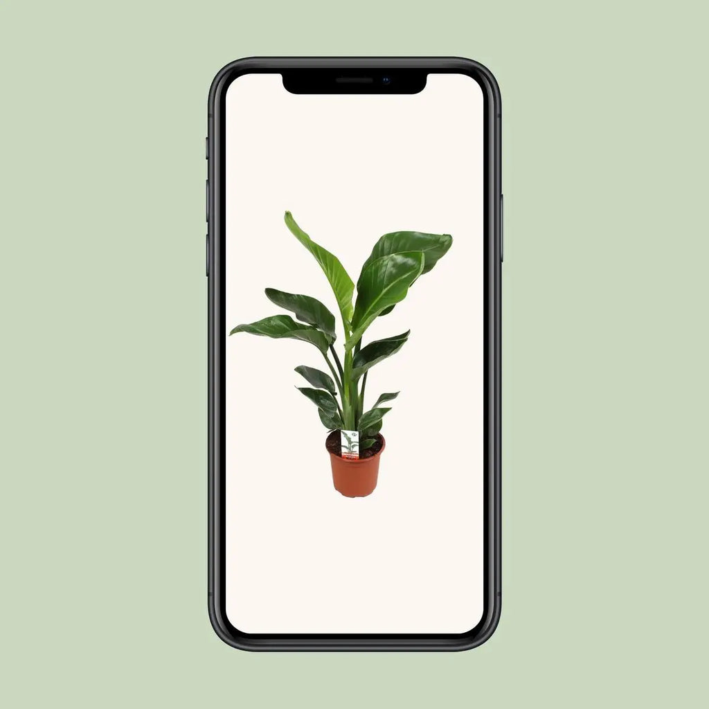 Strelitzia Nicolai Mobilansicht