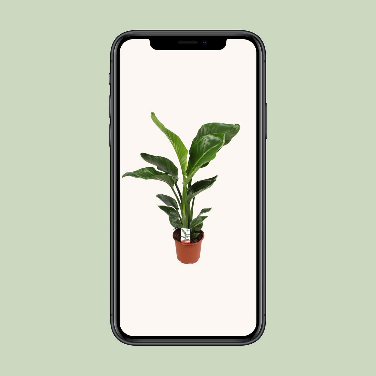 Strelitzia Nicolai Mobilansicht