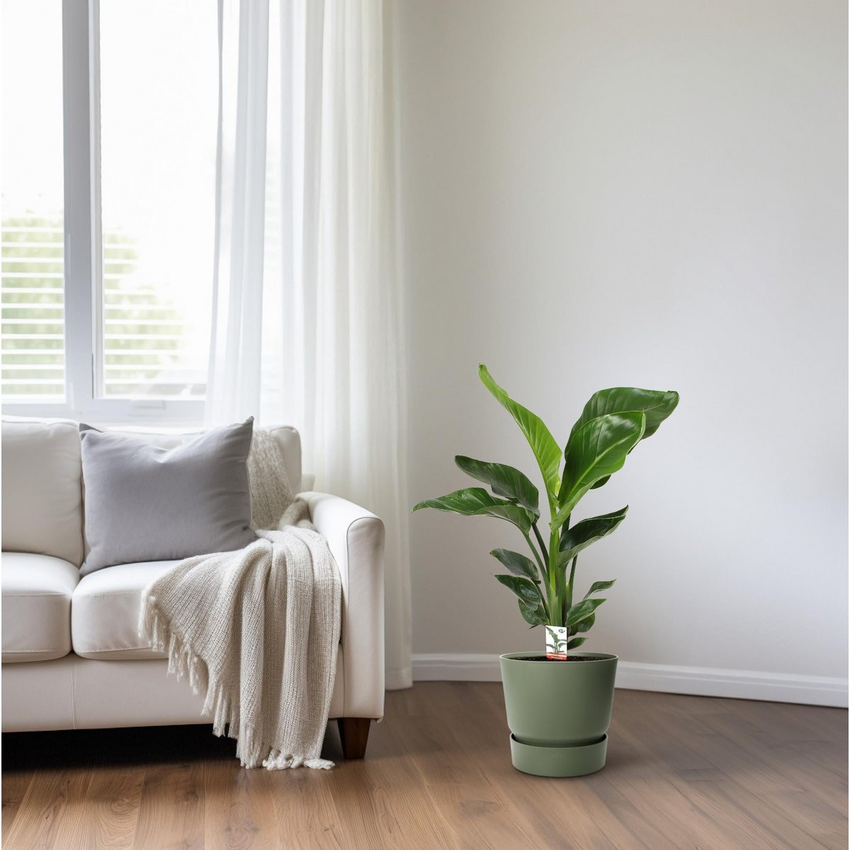 Strelitzia Nicolai als tropischer Blickfang im Wohnzimmer neben dem Sofa