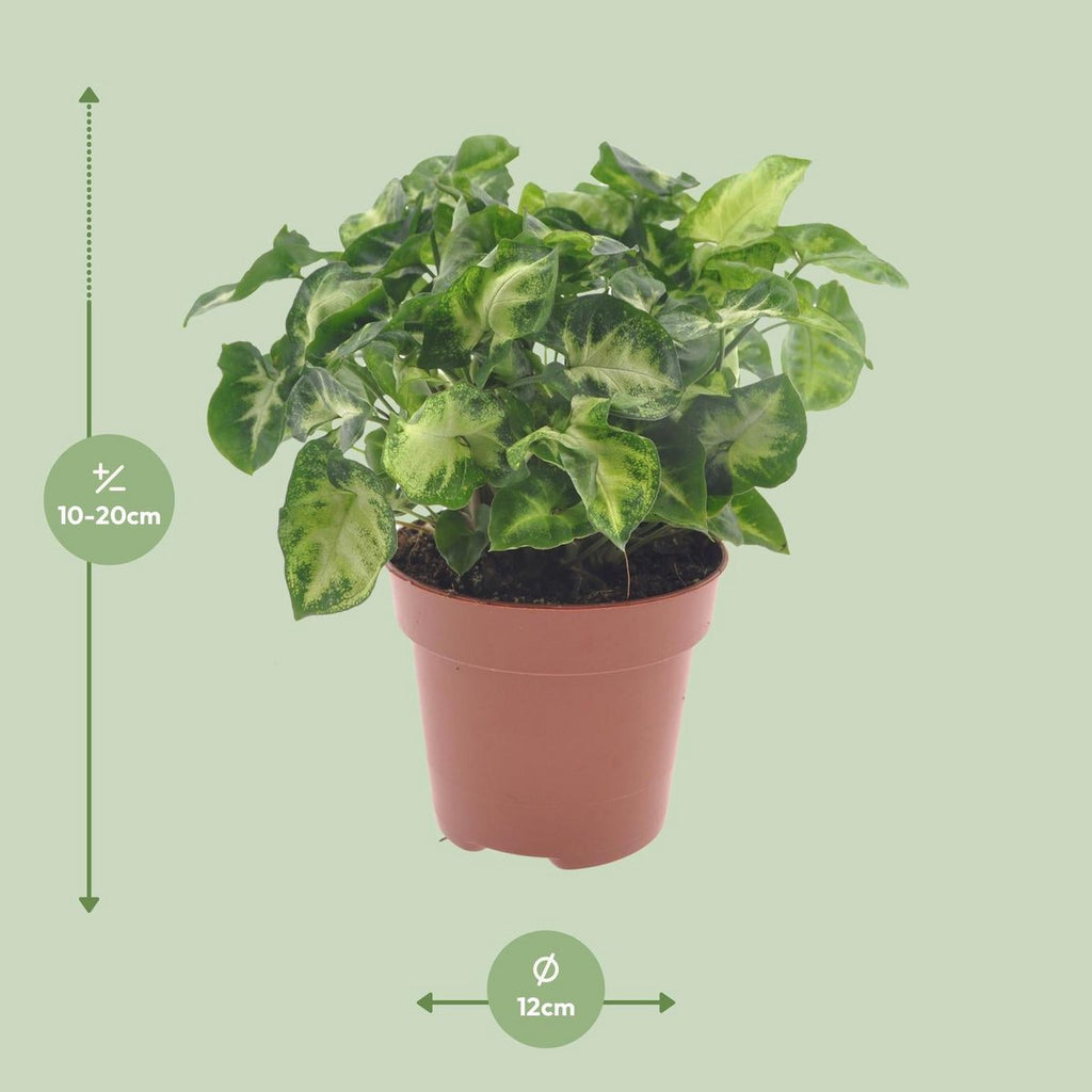 Syngonium Pixie – Visualisierung der Maße bei Lieferung, ca. 20 cm Höhe