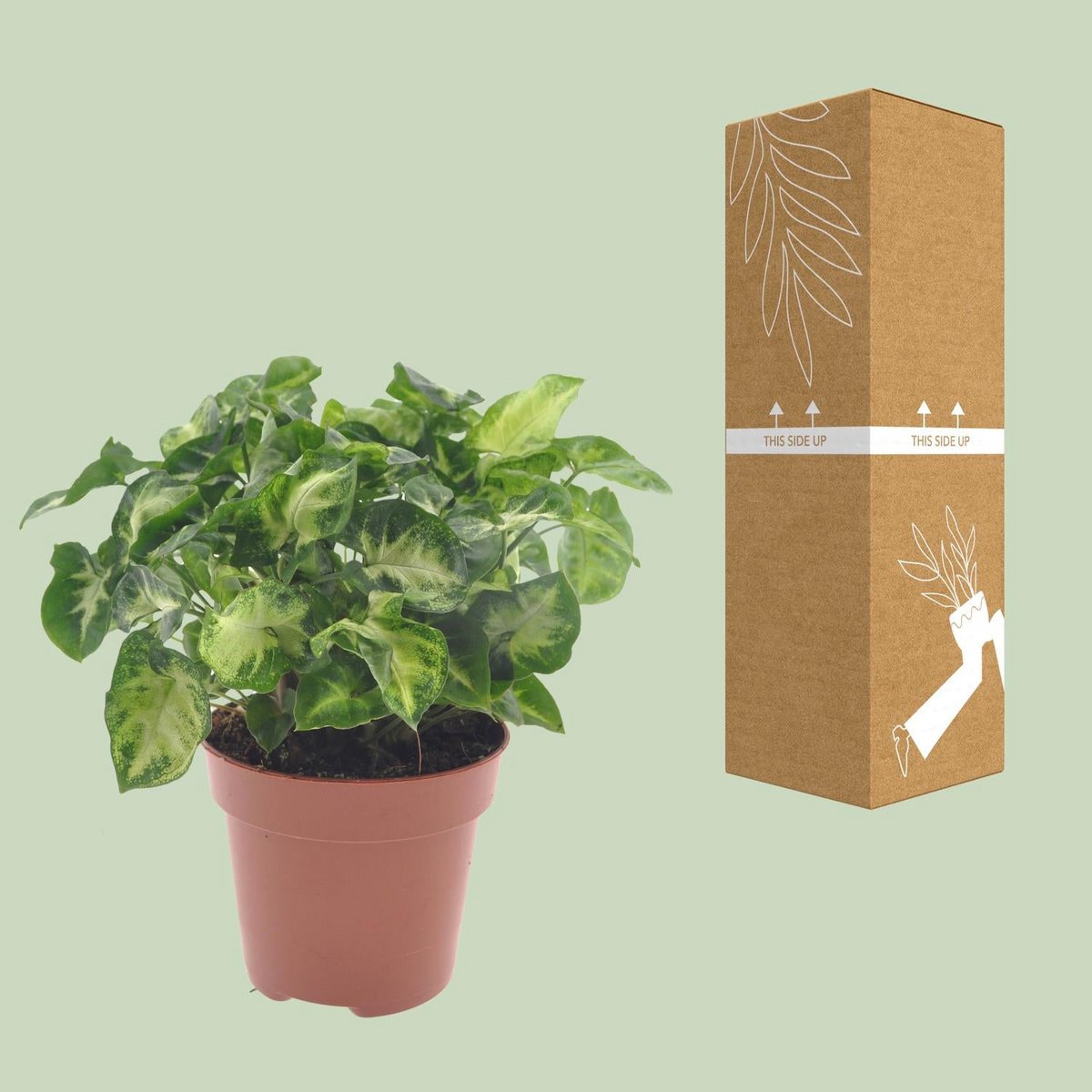 Syngonium Pixie neben bruch- und transportsicherer Versandverpackung