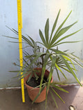 Trachycarpus Fortunei × Nanus - Hybride Hanfpalme