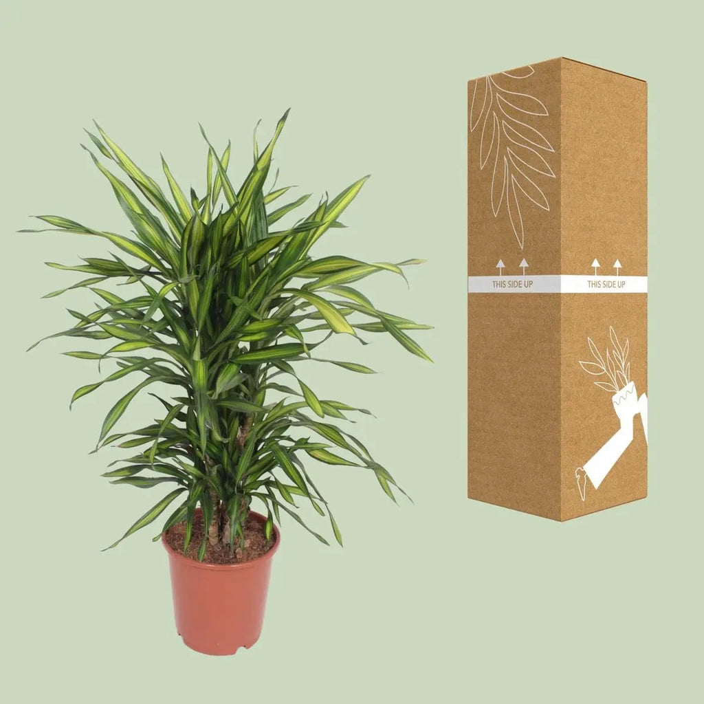 bruch- und transportsichere Versandverpackung Dracaena fragrans ‘Riki’