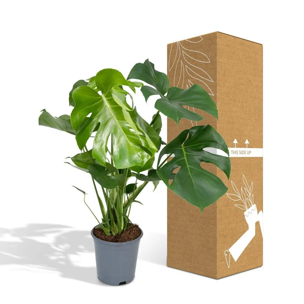 bruch- und tranpsortsichere Versand-Verpckung für die monstera